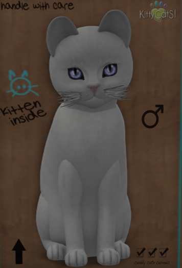 KittyCatS Box - 8T-Russian W.-Retired Eyes