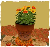 ~Thanksgiving Autumn Mum's~