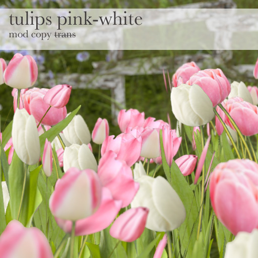 Samsa . Tulips pink