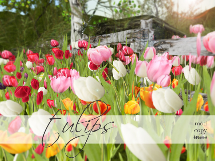 Samsa . Tulips fatpack 2018, 7 colours - with texture changer