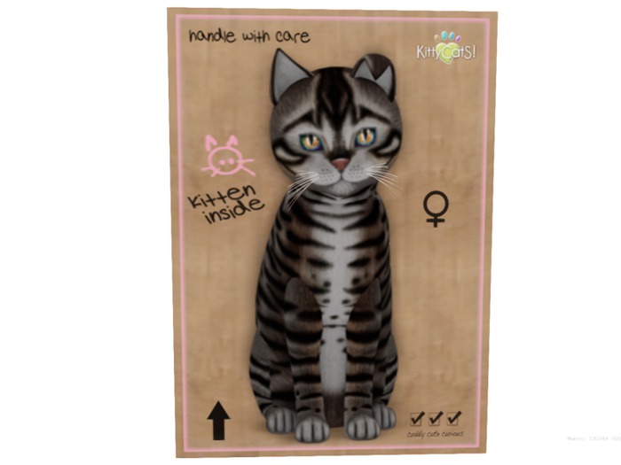 KittyCatS Box - 8 T - Toyger - Tawny