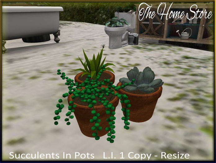 Succulents - Succulents In Pots - Succulents