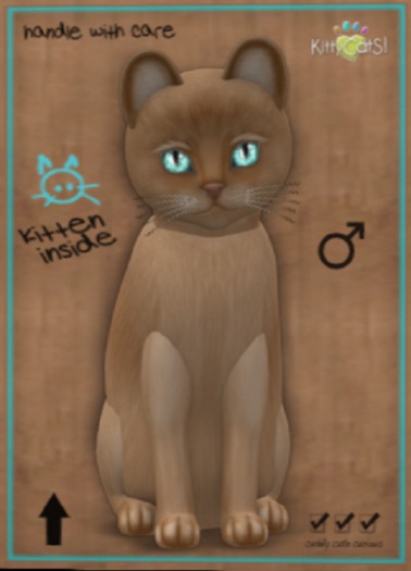 KittyCatS Box - Burmese - Flame