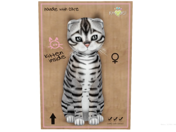 KittyCatS Box - 8 T - Toyger - Silver