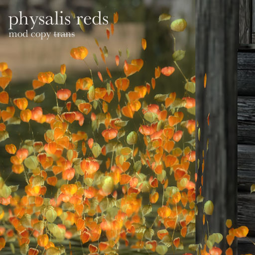 Samsa . Physalis flower red