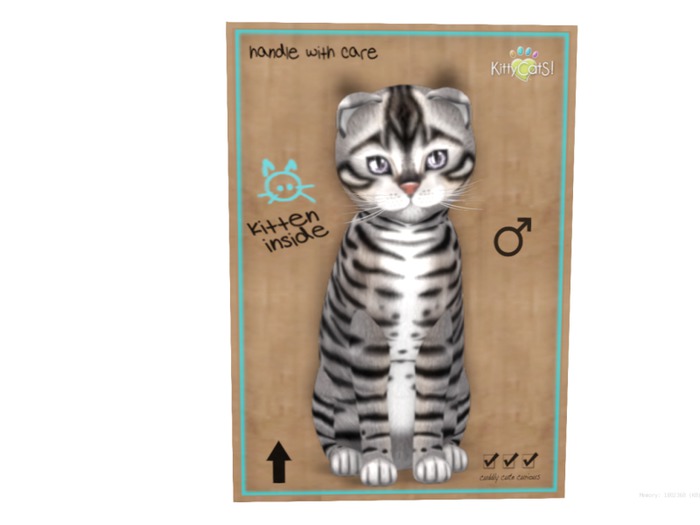 KittyCatS Box - 9 T - M - Toyger - Silver