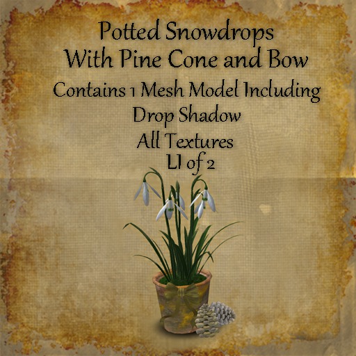 Bad Katz Potted Snowdrops
