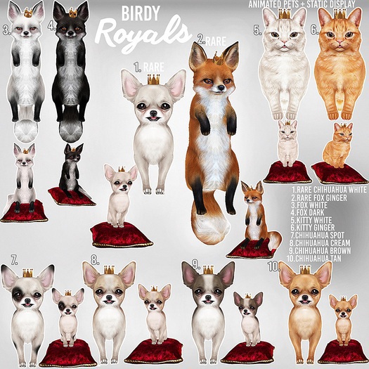 Birdy - Royal Pets - Chihuahua - Brown [box]