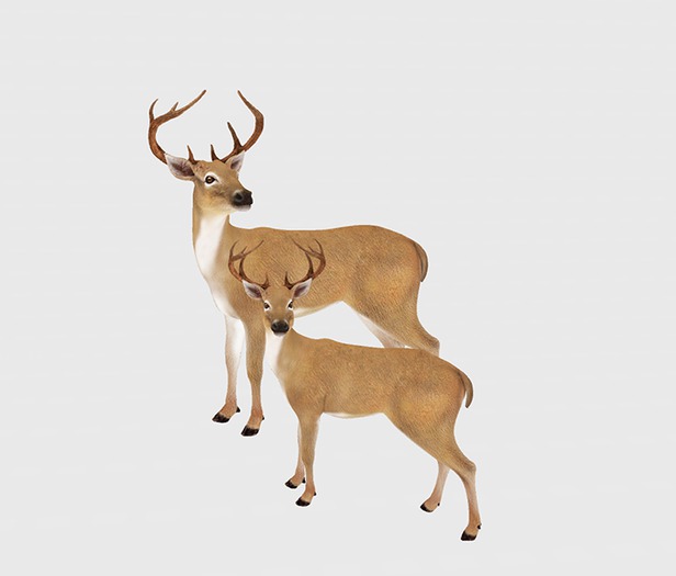 ♥ WF Mesh Deer Family ♥
