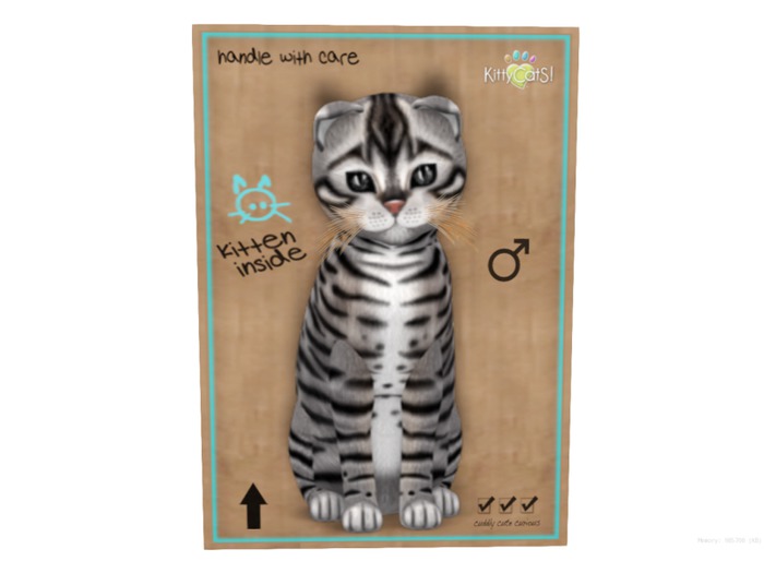 KittyCatS Box - 9 T - M - Toyger - Silver