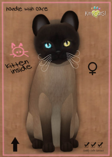 KittyCatS Box - New Born Kitten