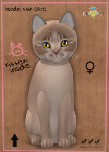 KittyCatS Box - New Born Kitten.28