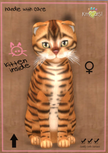 KittyCatS Box - New Born Kitten