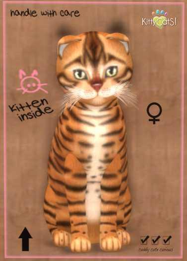 KittyCatS Box - New Born Kitten