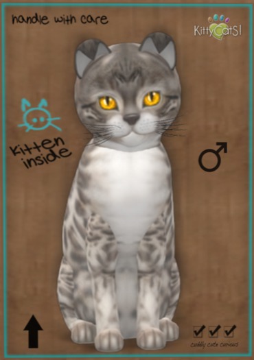 KittyCatS Box - New Born Kitten