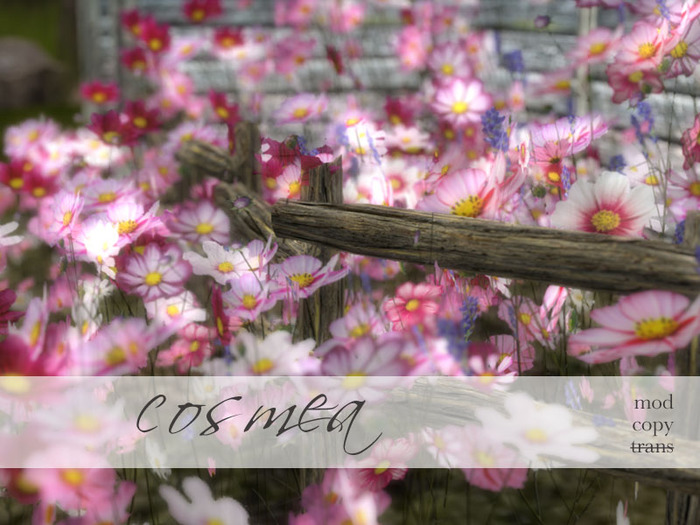 Samsa . Cosmos flower pack