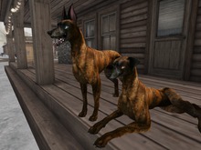 ❤*PP* [M.O.R] Hellhund: Brindle Mutt❤