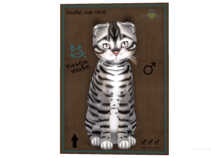 KittyCatS Box - 9 T - M - Toyger - Silver