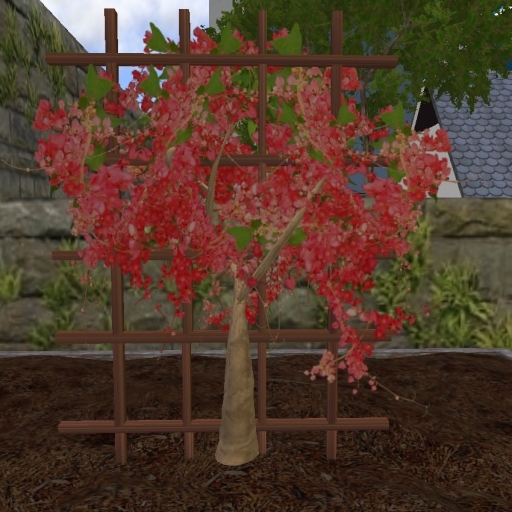 Red Bougainvillea 