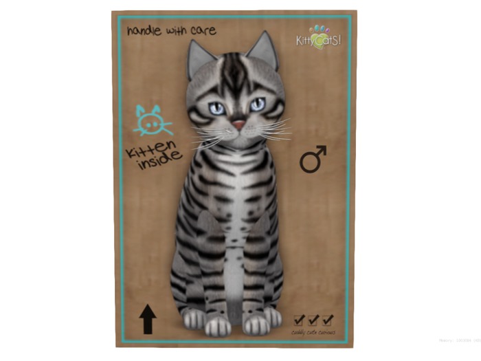 KittyCatS Box - 9 T - M - Toyger - Silver