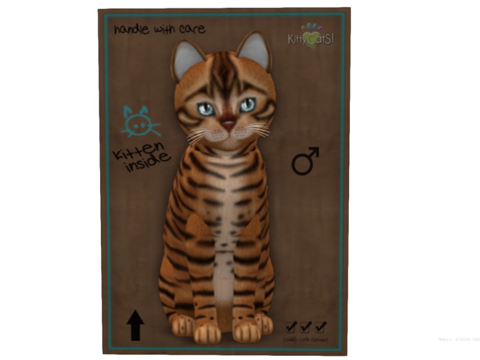 KittyCatS Box - 8 T - M - Toyger - Caramel