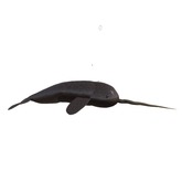 (7S) Rare Fish: Narwhal