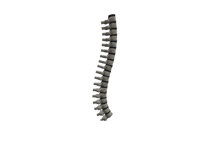 3d Spine