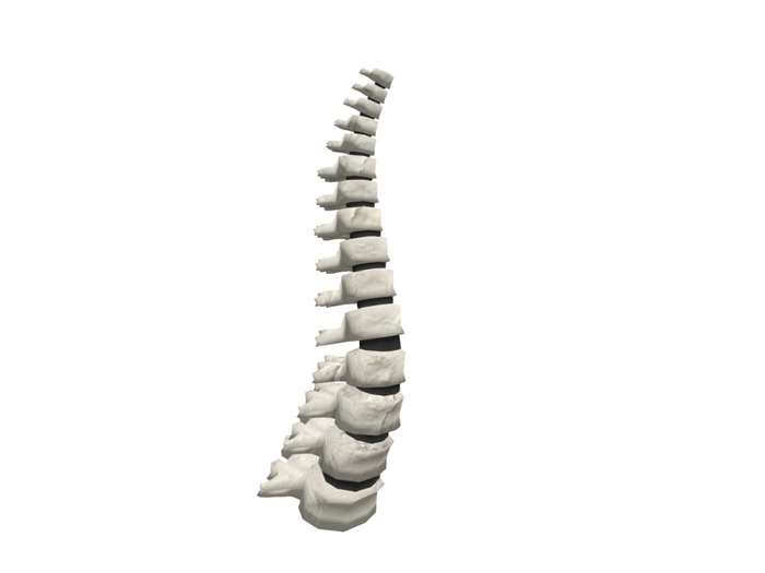 Human Spine mesh