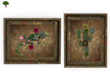 ~ xantes ~ Succulent Pictures Set (BOX)