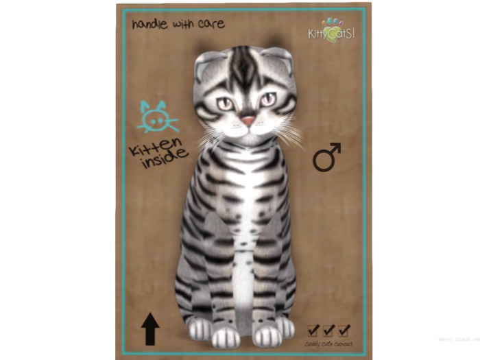 KittyCatS Box - 9 T - M - Toyger - Silver