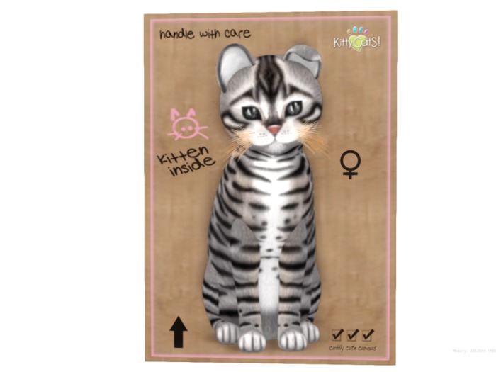 KittyCatS Box - 9 T - Toyger - Silver