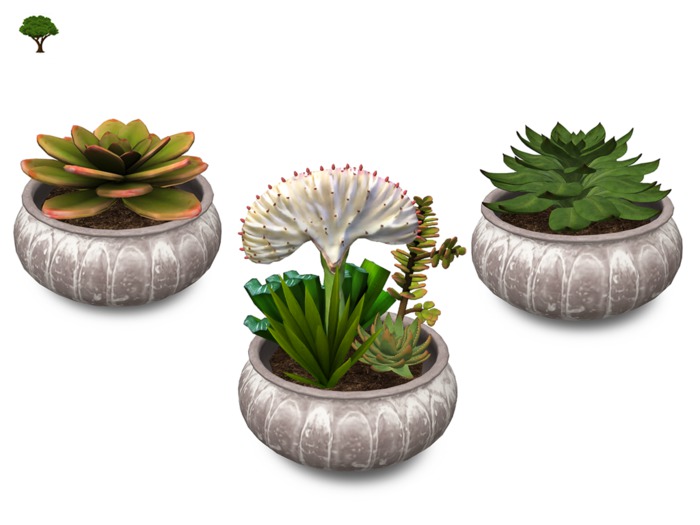 ~ xantes ~ Succulent Pot Ciyradyl - Set (BOX)