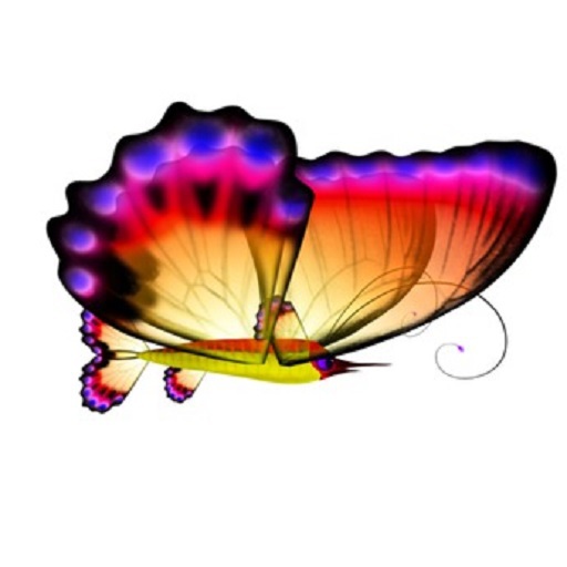 (7S) Uncommon Fish: Butterflyfish Sunset