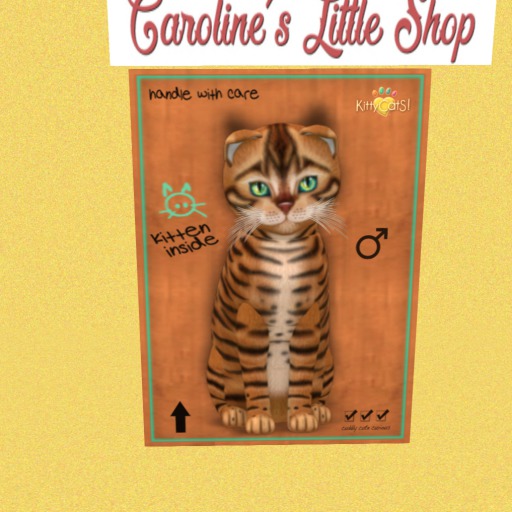 KittyCatS Box - M - 9T - Toyger Caramel