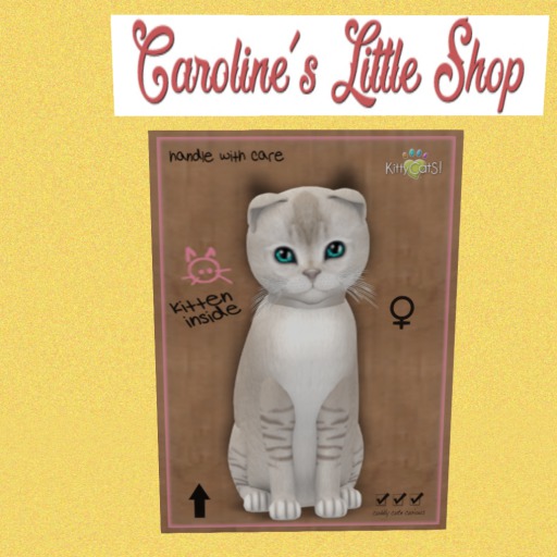 KittyCatS Box - F - 4T- Burmilla Lilac