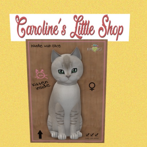 KittyCatS Box - F - 7T - Burmilla Lilac