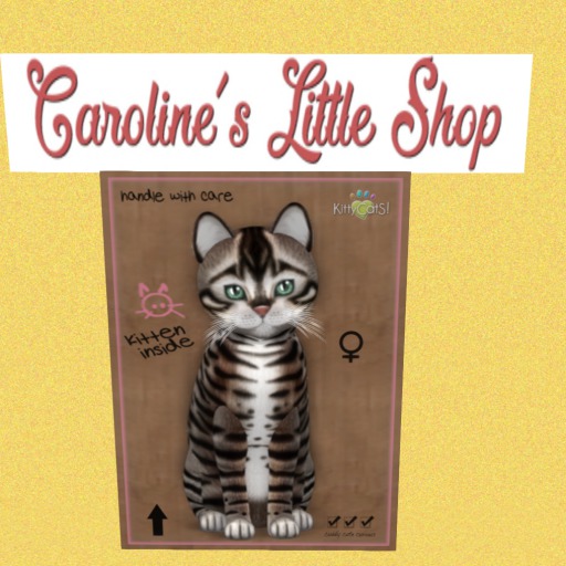 KittyCatS Box - F - 8T - Toyger Tawny
