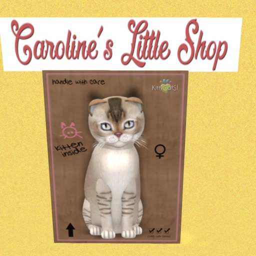 KittyCatS Box - F - 9T - Burmilla Chocolate Silver 1