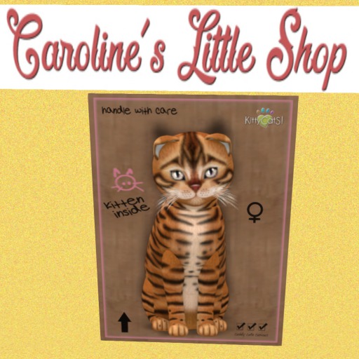 KittyCatS Box - F - 9T - Toyger Caramel