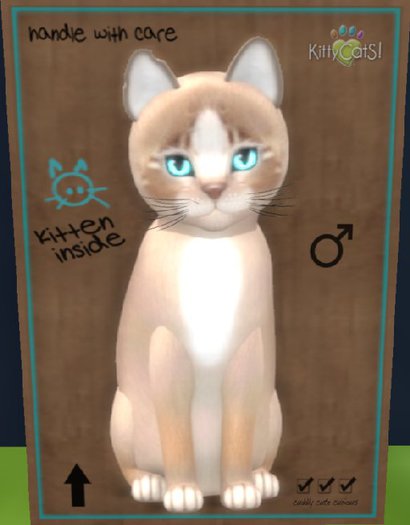 KittyCatS Box - 6+1 Trait Male