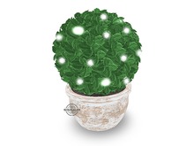 Christmas Topiary - Whitewash - PROMO