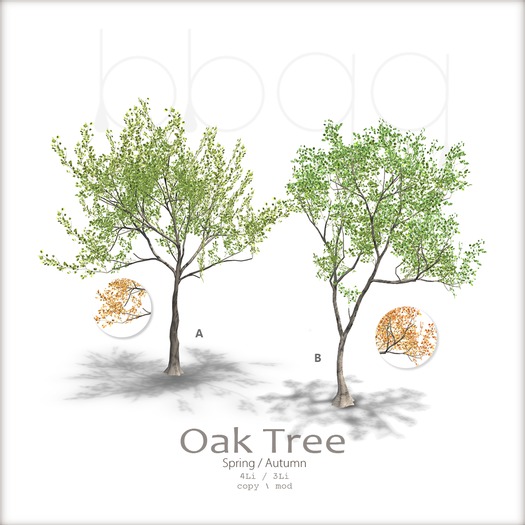 *bbqq*-Oak Tree