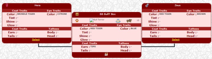 BioBreeds Female BullTerrier PUPPY BOX !! 