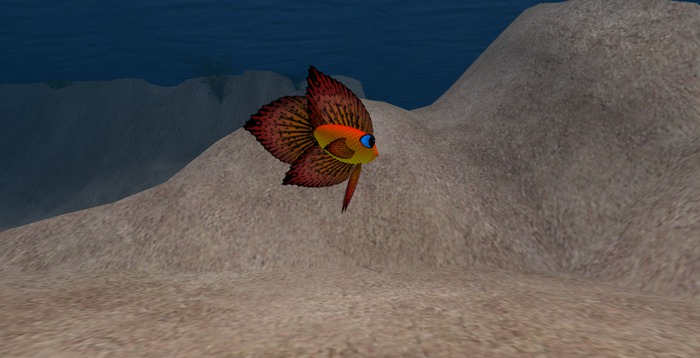 Uncommon Fish: Red Betta