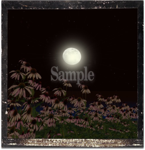 WALL ART - Moonflowers