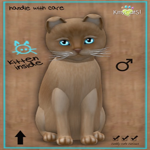 KittyCatS Box - 6T Burmese Flame Frisky Tail Male