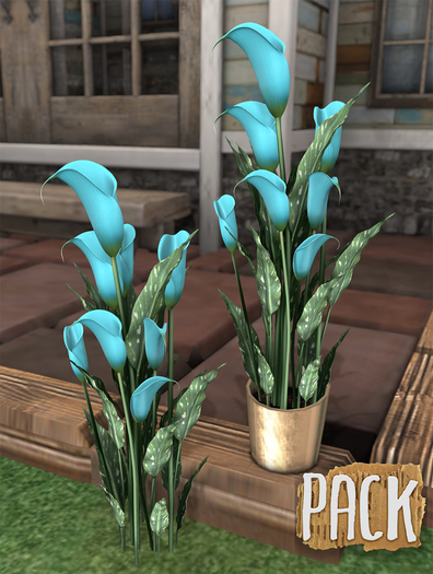 PACK / Calla Lilies - Blue