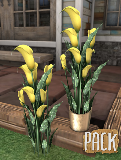 PACK / Calla Lilies - Yellow