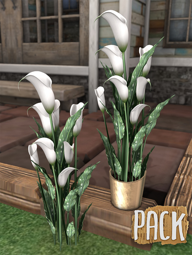 PACK / Calla Lilies - White