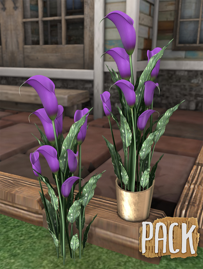 PACK / Calla Lilies - Purple